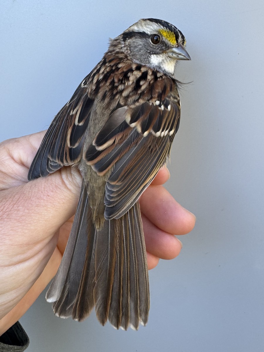Red-eyed Vireo - ML642837582