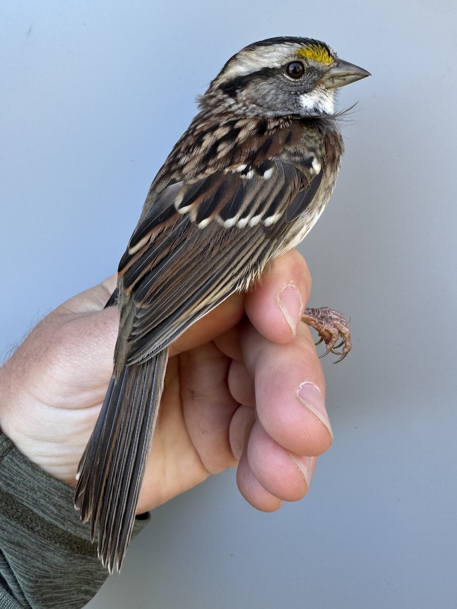 Red-eyed Vireo - ML642837583