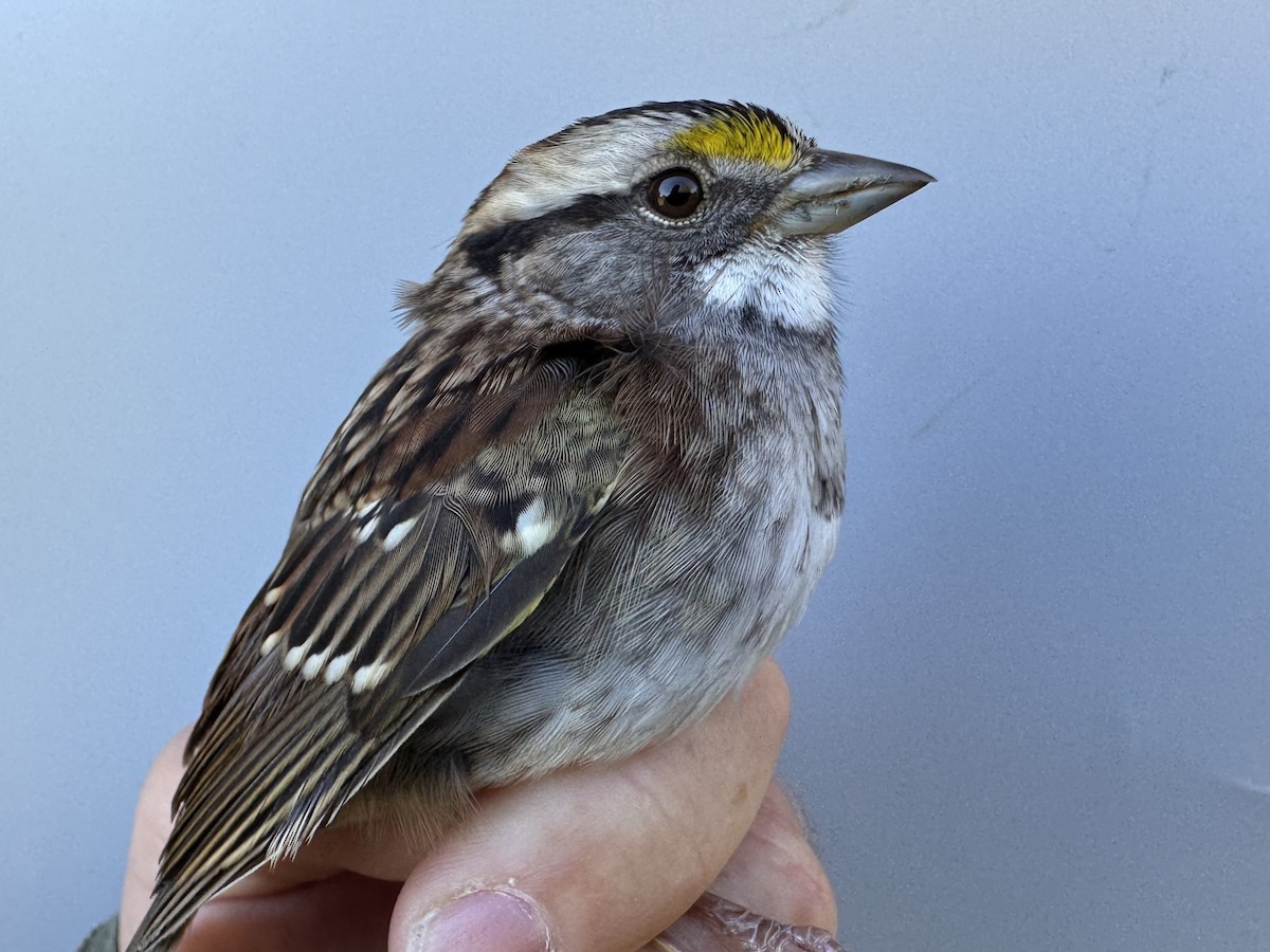 Red-eyed Vireo - ML642837586