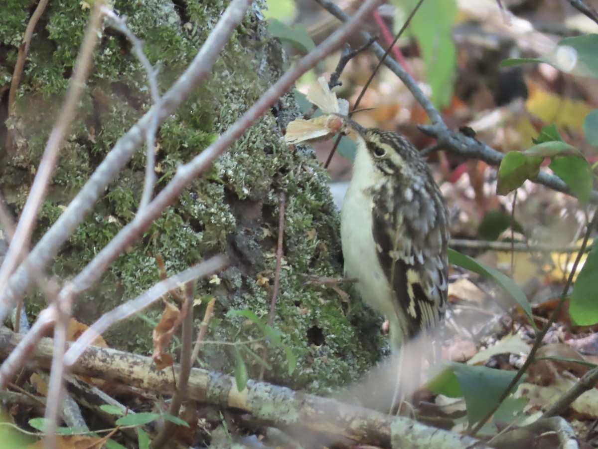 Brown Creeper - ML642837588