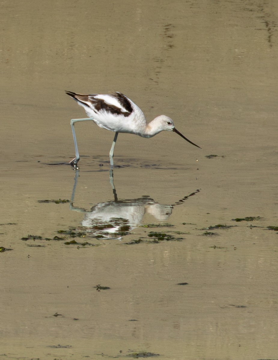 American Avocet - ML642837589
