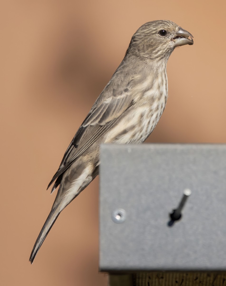 House Finch - ML642837590