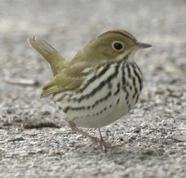 Ovenbird - ML642837591