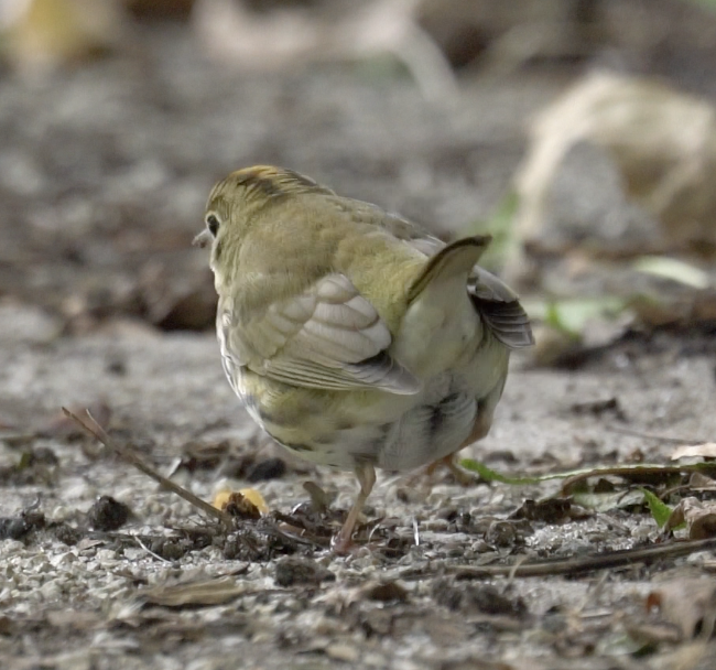 Ovenbird - ML642837592