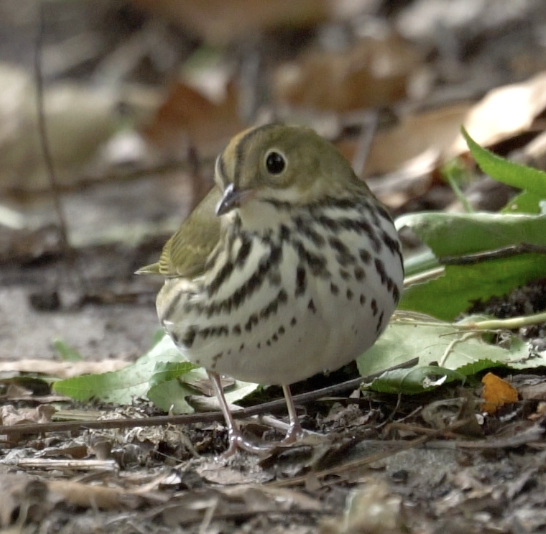 Ovenbird - ML642837593