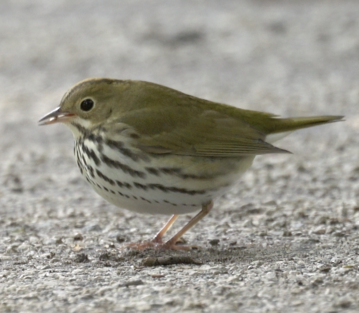 Ovenbird - ML642837594