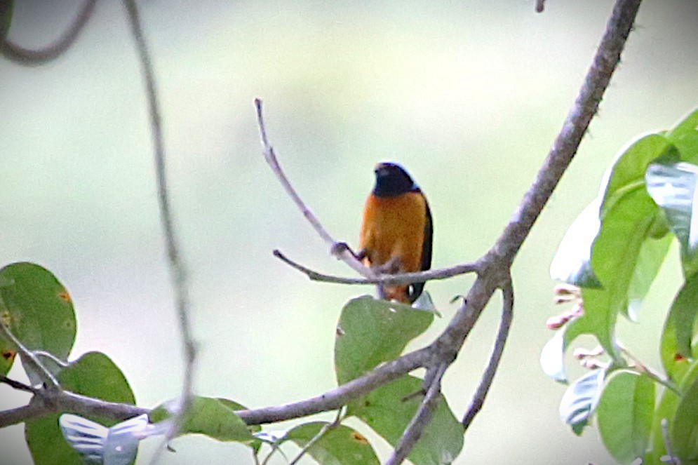 Elegant Euphonia - ML642837595