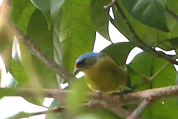 Elegant Euphonia - ML642837596