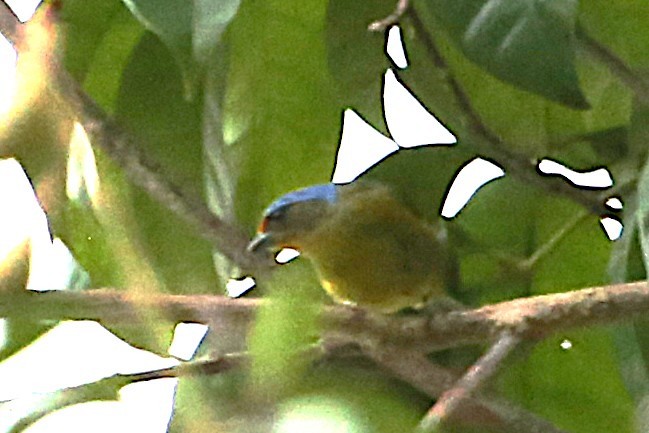 Elegant Euphonia - ML642837597