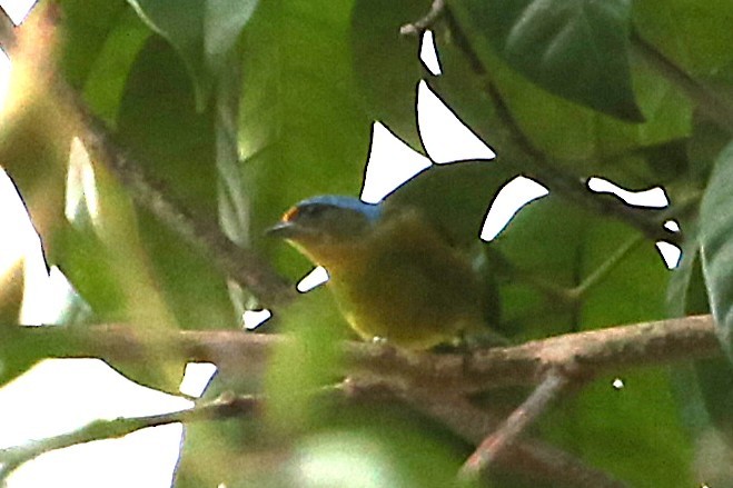 Elegant Euphonia - ML642837598