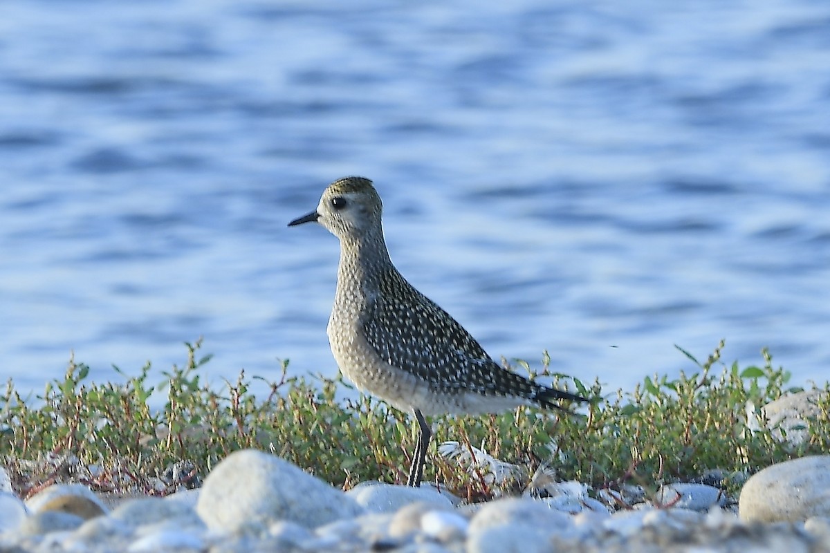 American Golden-Plover - ML642837599