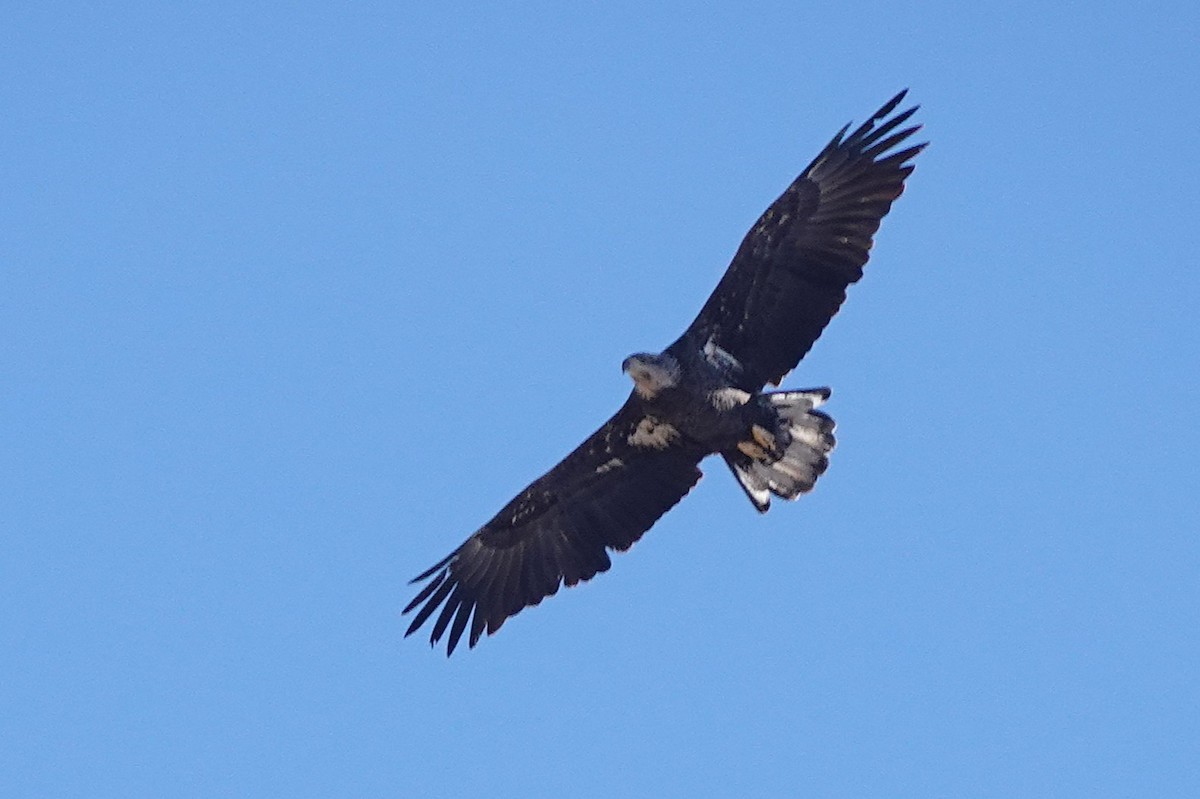 Bald Eagle - ML642837634