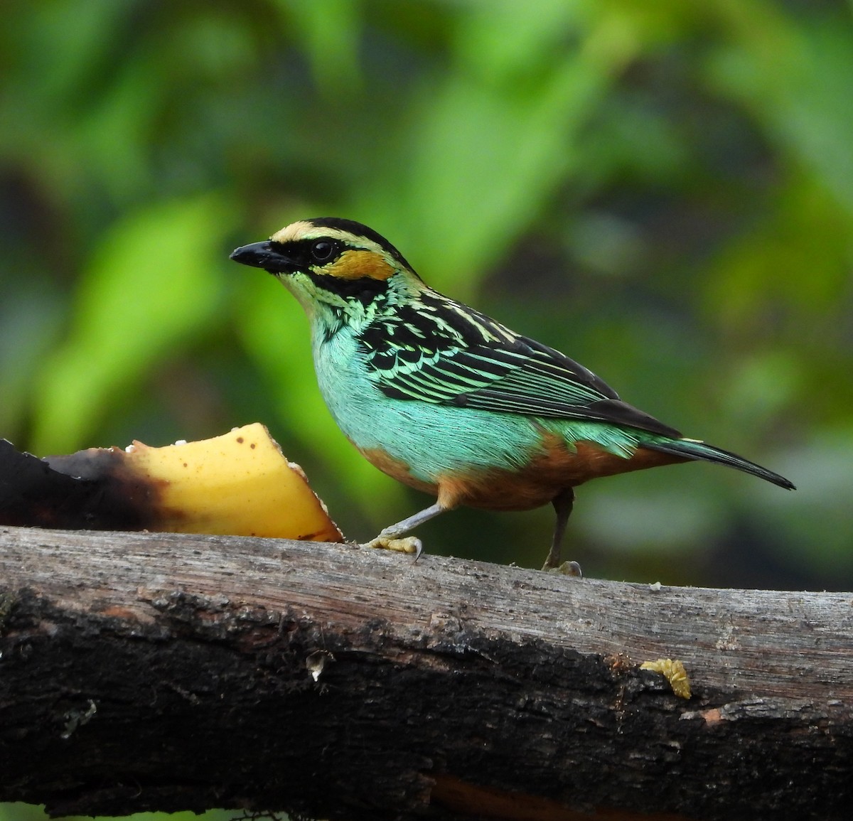 Golden-eared Tanager - ML642837635