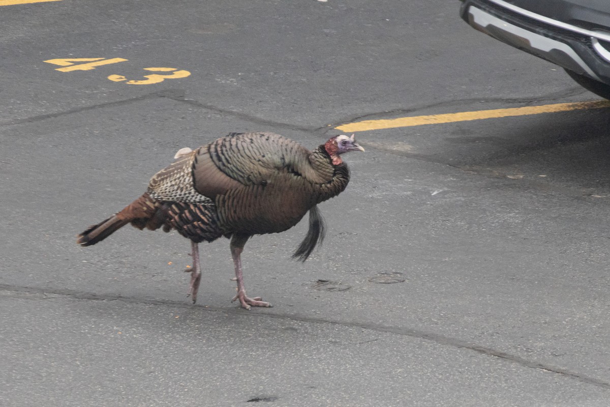 Wild Turkey - ML642837677
