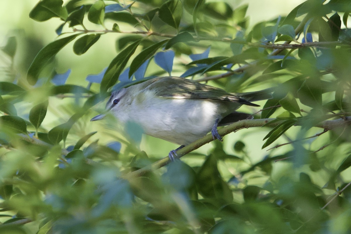 アカメモズモドキ - ML642837686