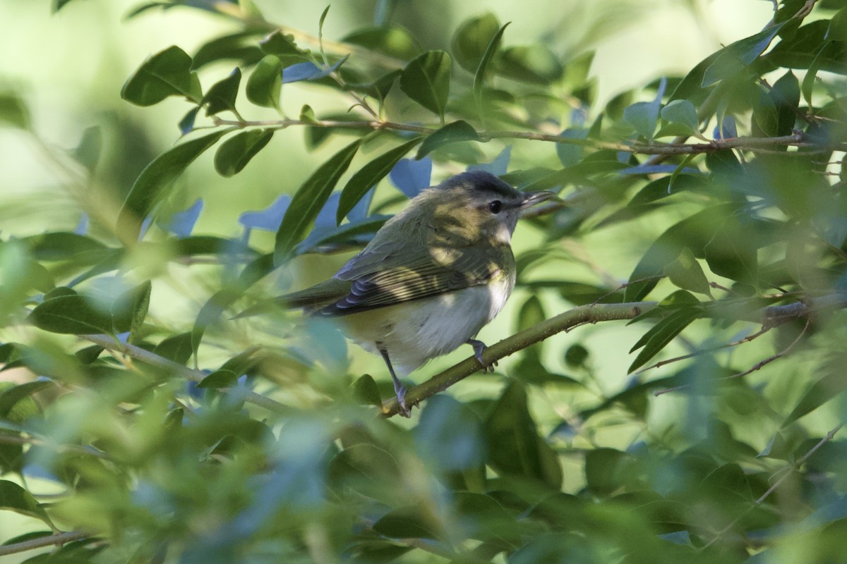 アカメモズモドキ - ML642837688