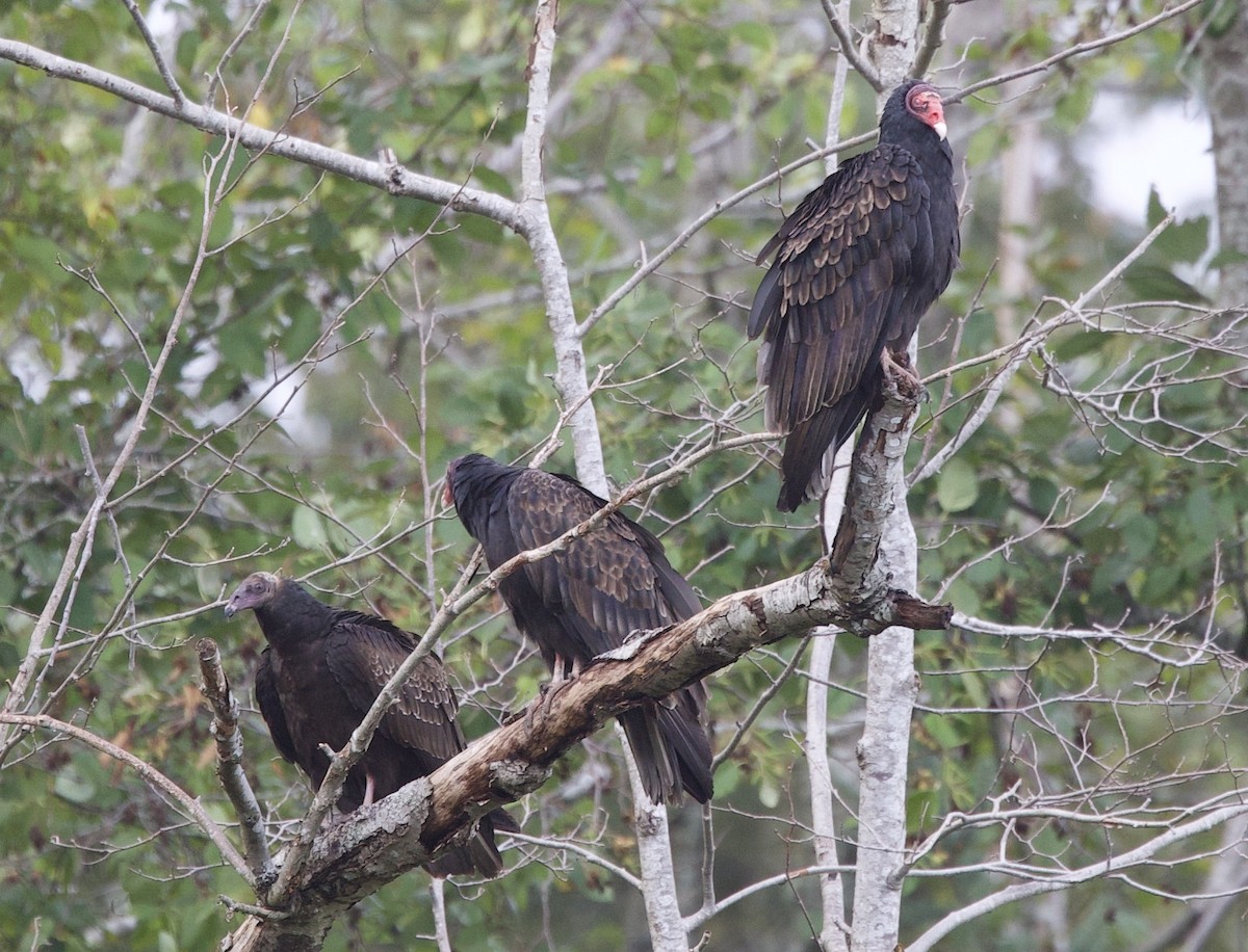 Turkey Vulture - ML642837696