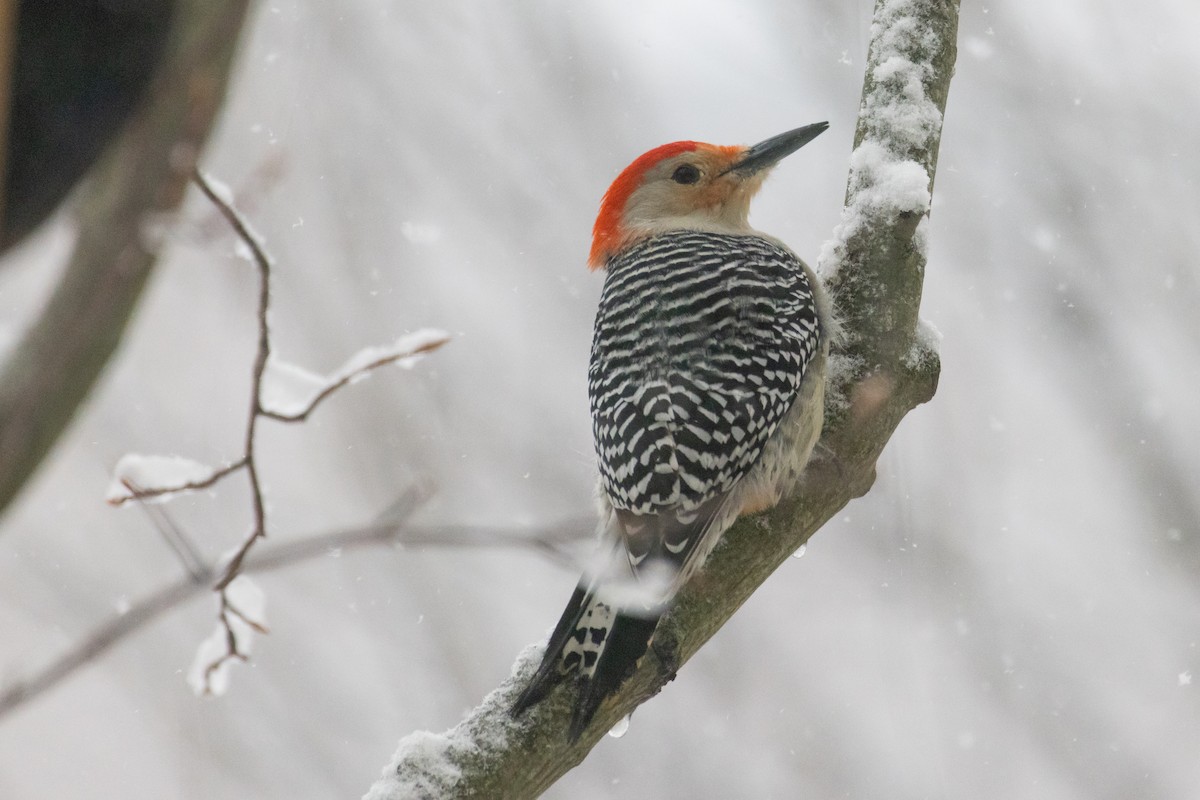 Red-bellied Woodpecker - ML642837700