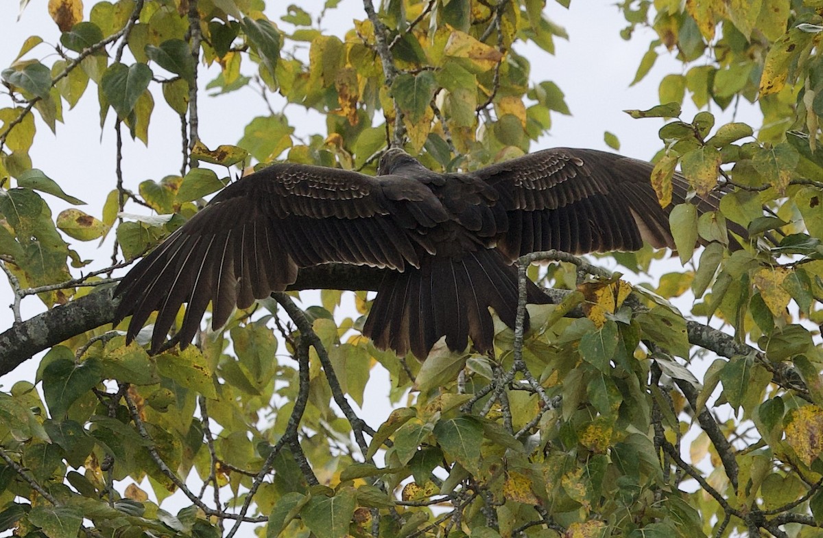 Turkey Vulture - ML642837706