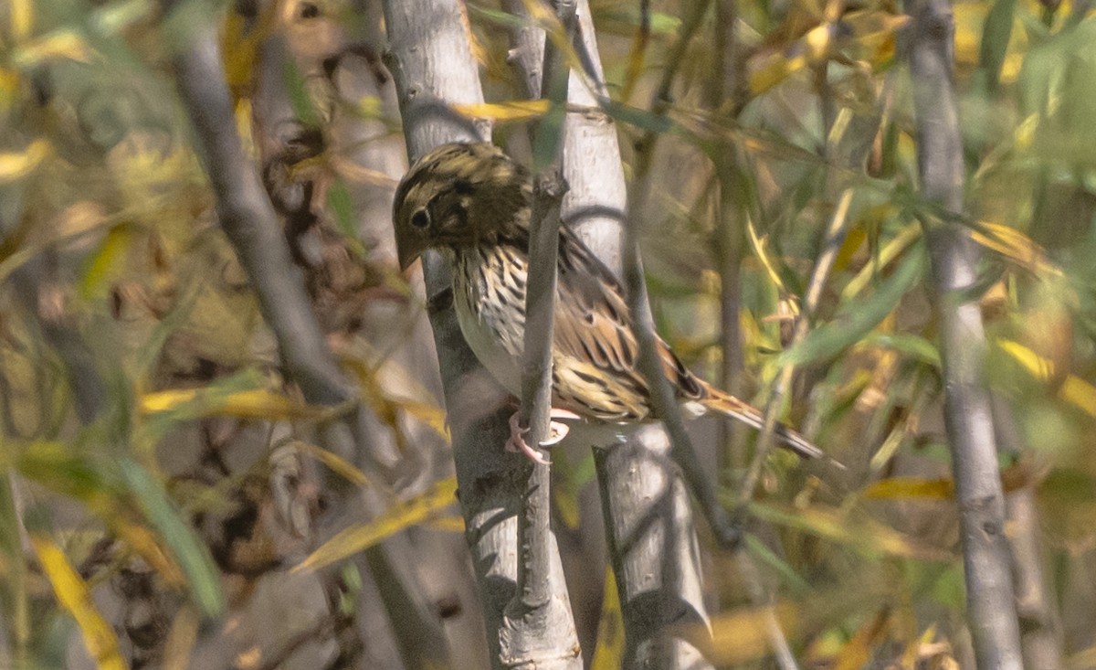 Henslow's Sparrow - ML642837707