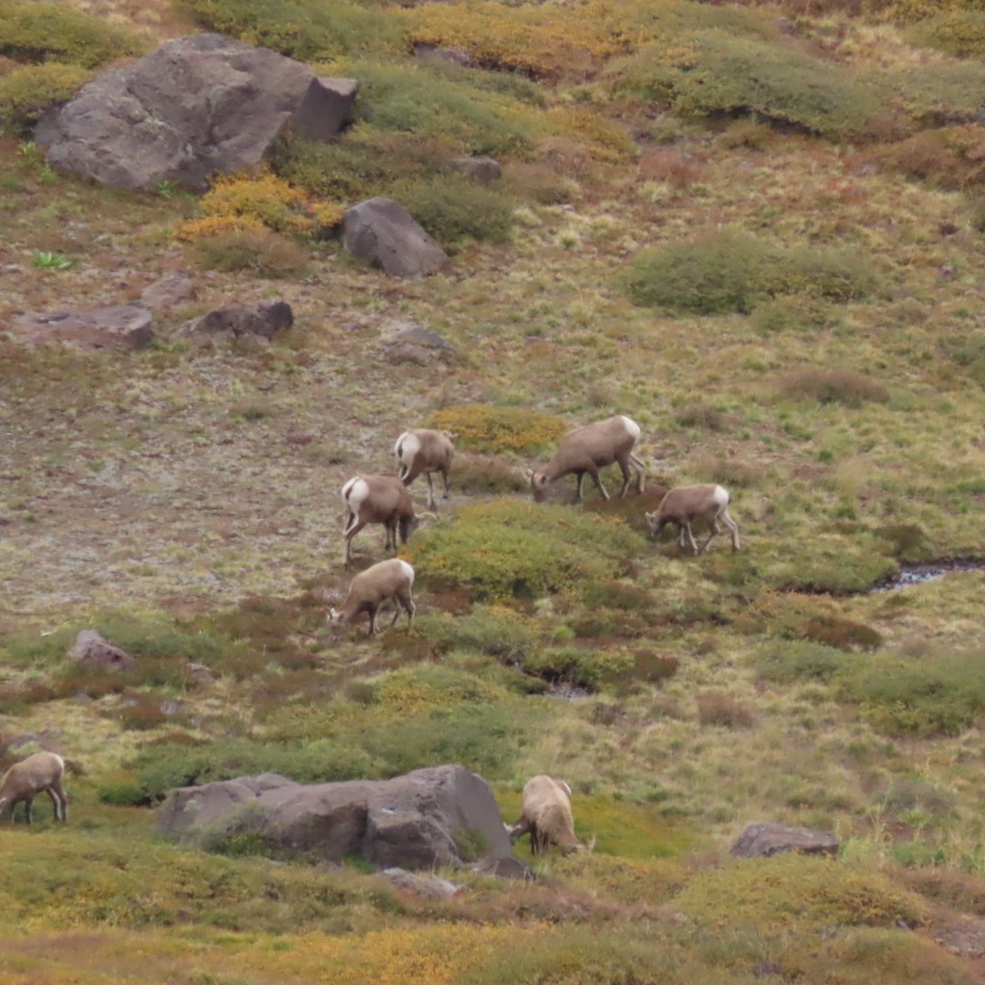 Bighorn Sheep - ML642837709