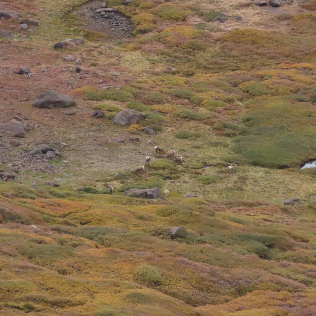 Animals - ML642837710