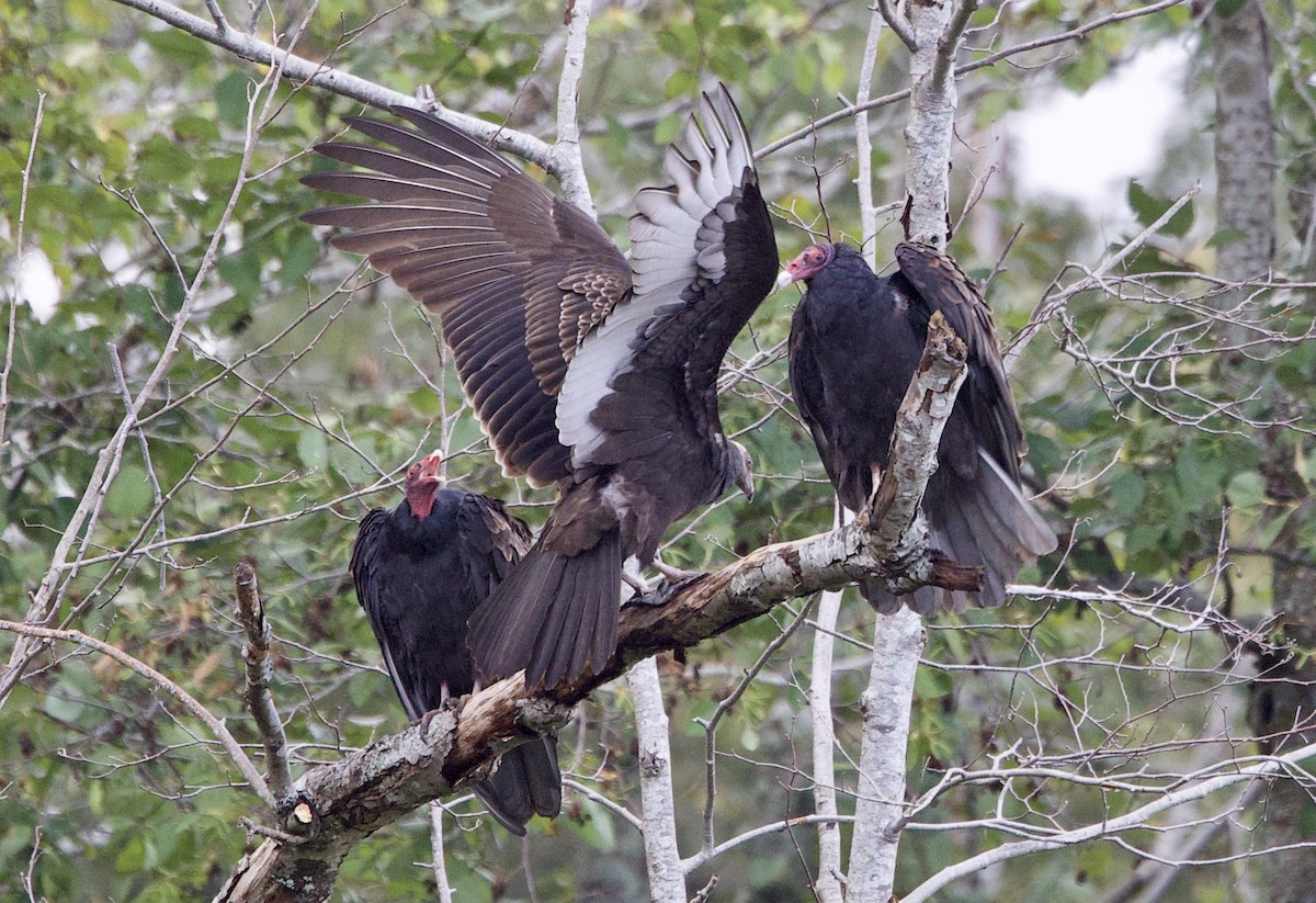Turkey Vulture - ML642837711