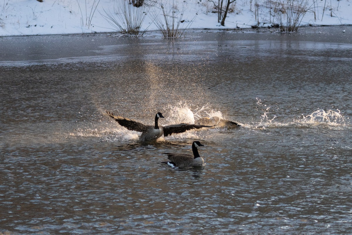 Canada Goose - ML642837715