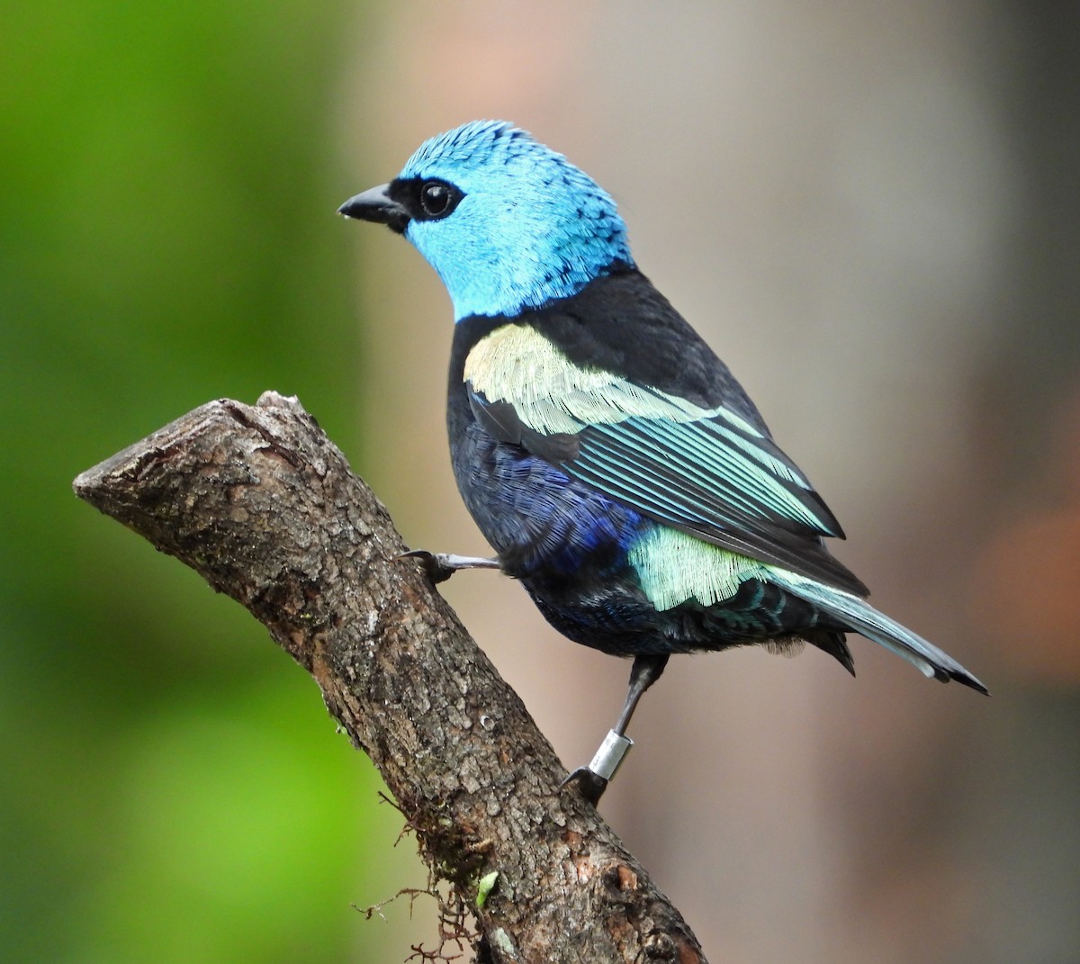 Blue-necked Tanager - ML642837716