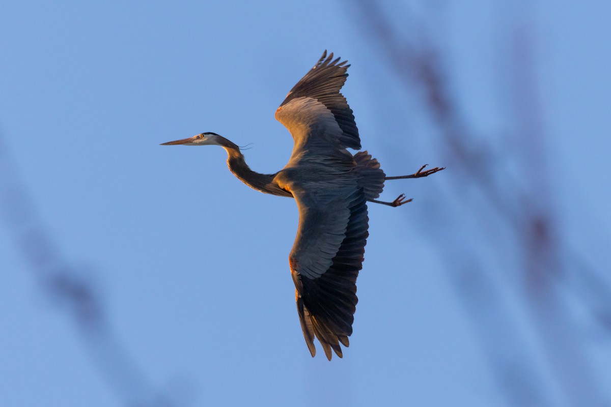 Great Blue Heron - ML642837718