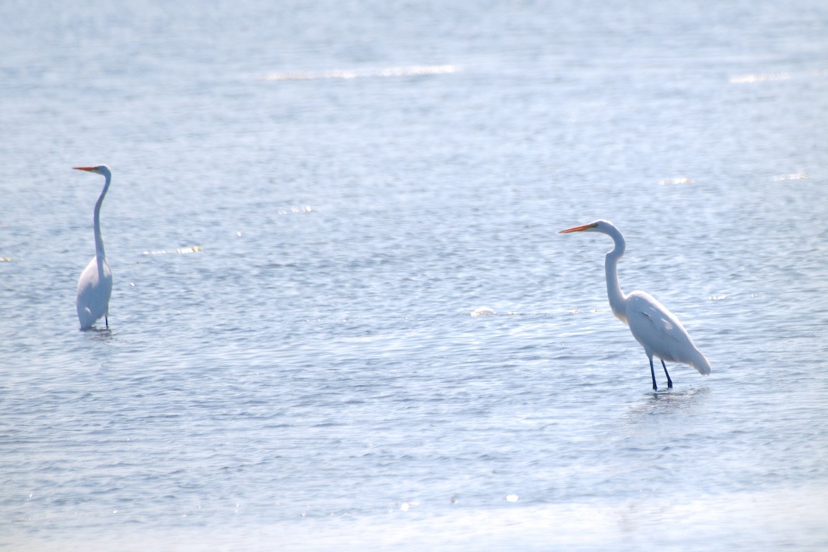 Great Egret - ML642837721