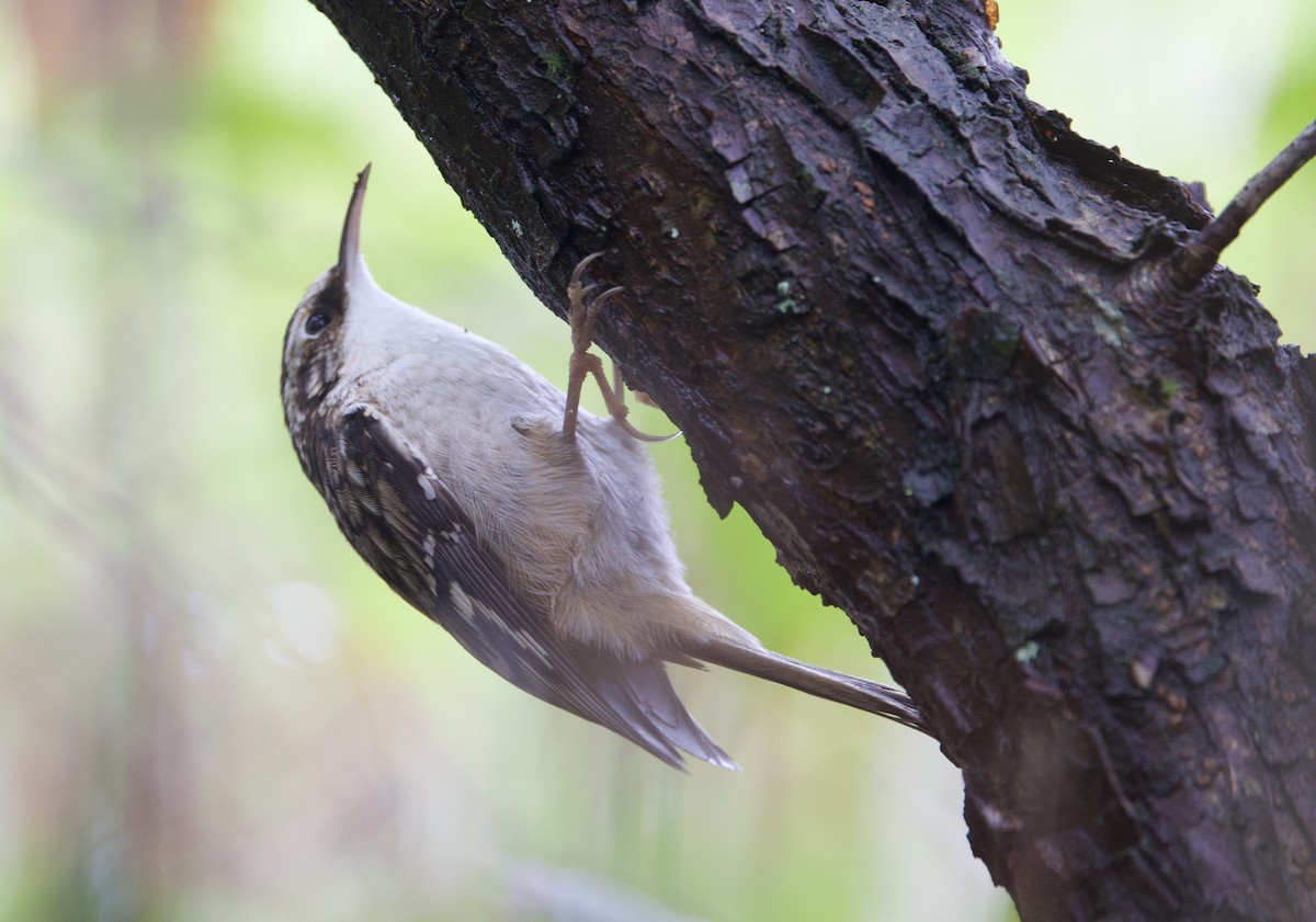 Brown Creeper - ML642837722