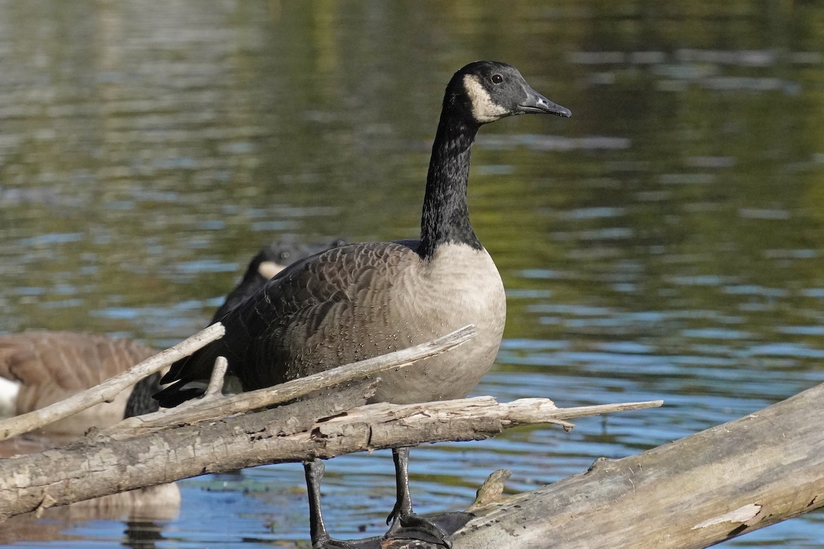 Canada Goose - ML642837725