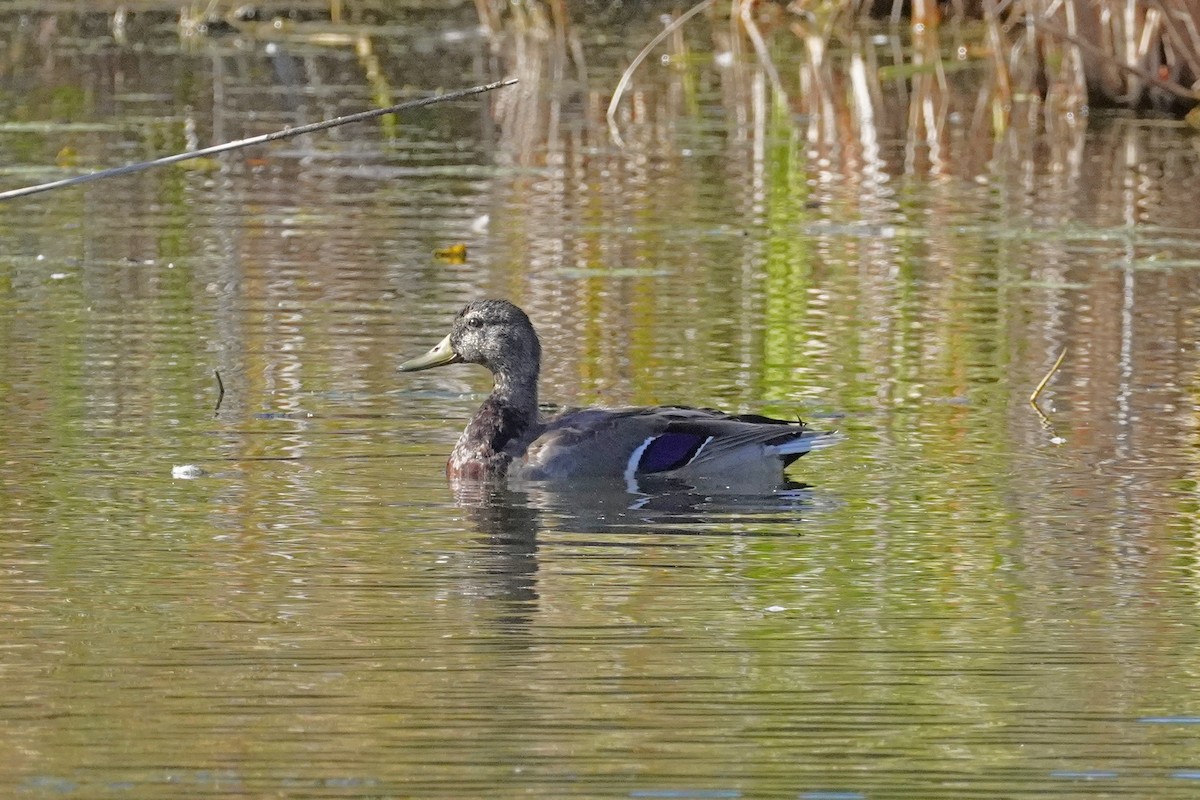 Mallard - ML642837726
