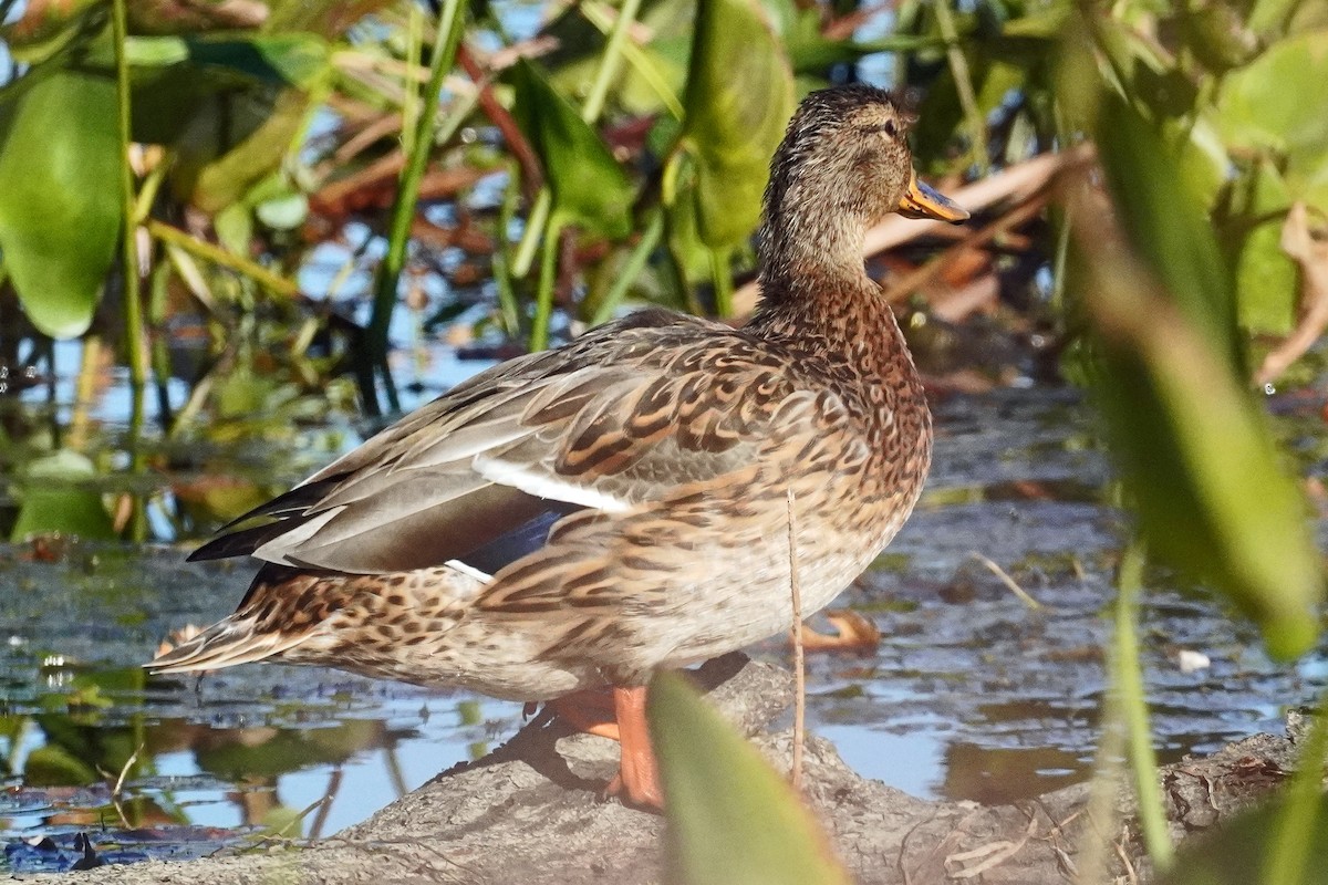 Mallard - ML642837727