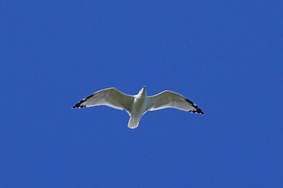 Ring-billed Gull - ML642837728