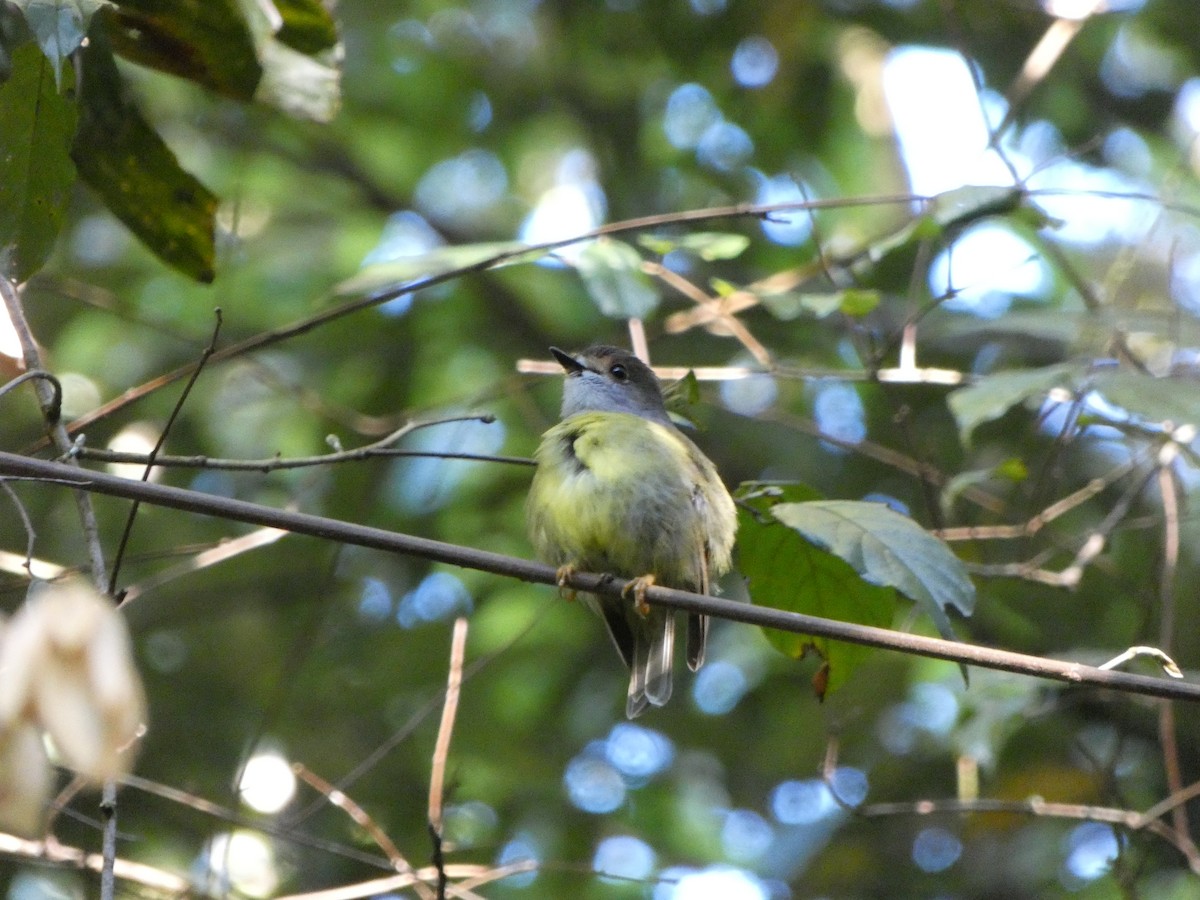 Pale-yellow Robin - ML642837729