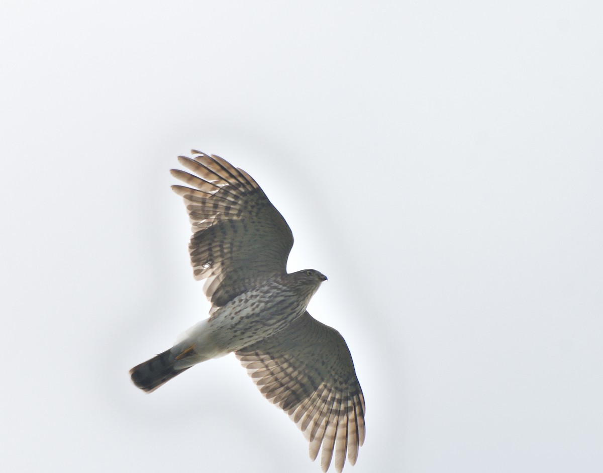 Sharp-shinned Hawk - ML642837730