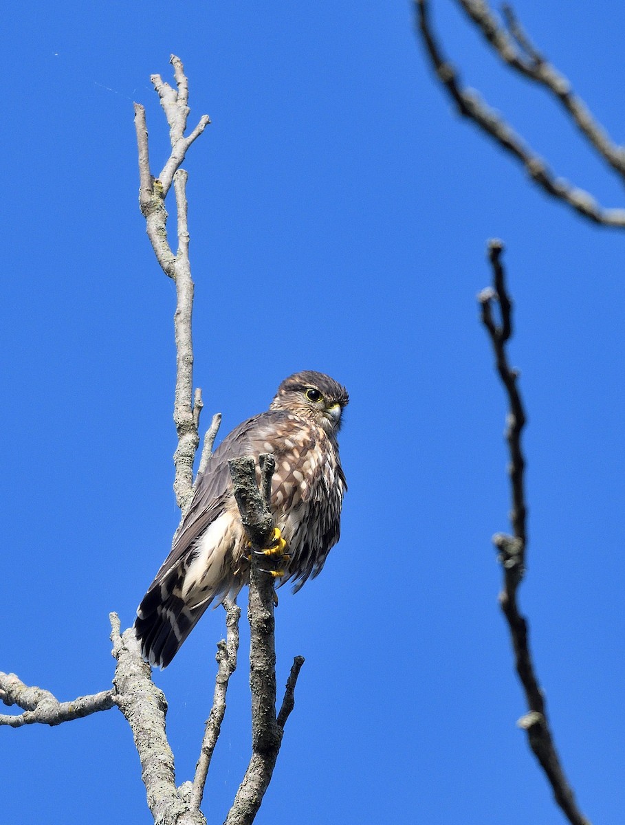 Merlin - ML642837733