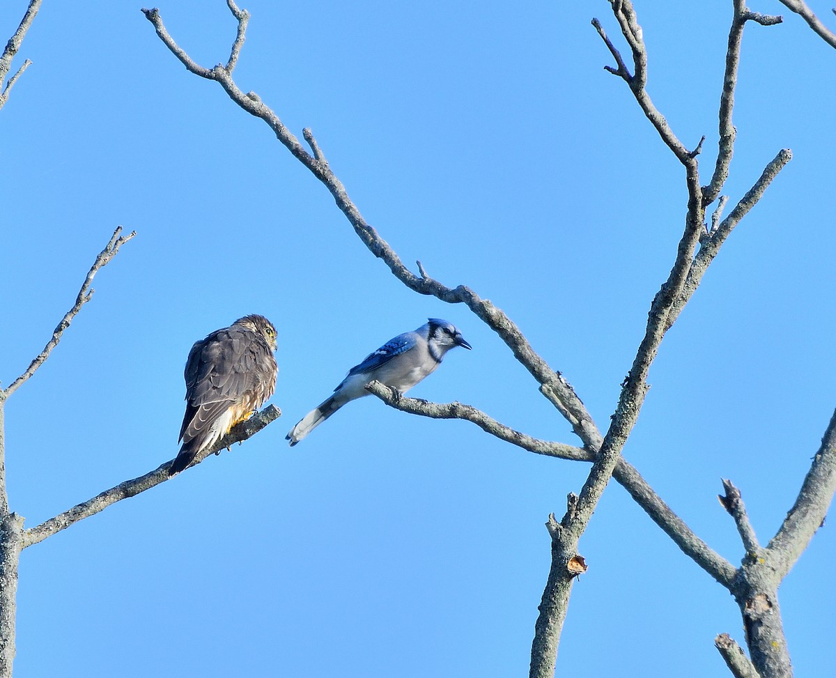 Merlin - ML642837734