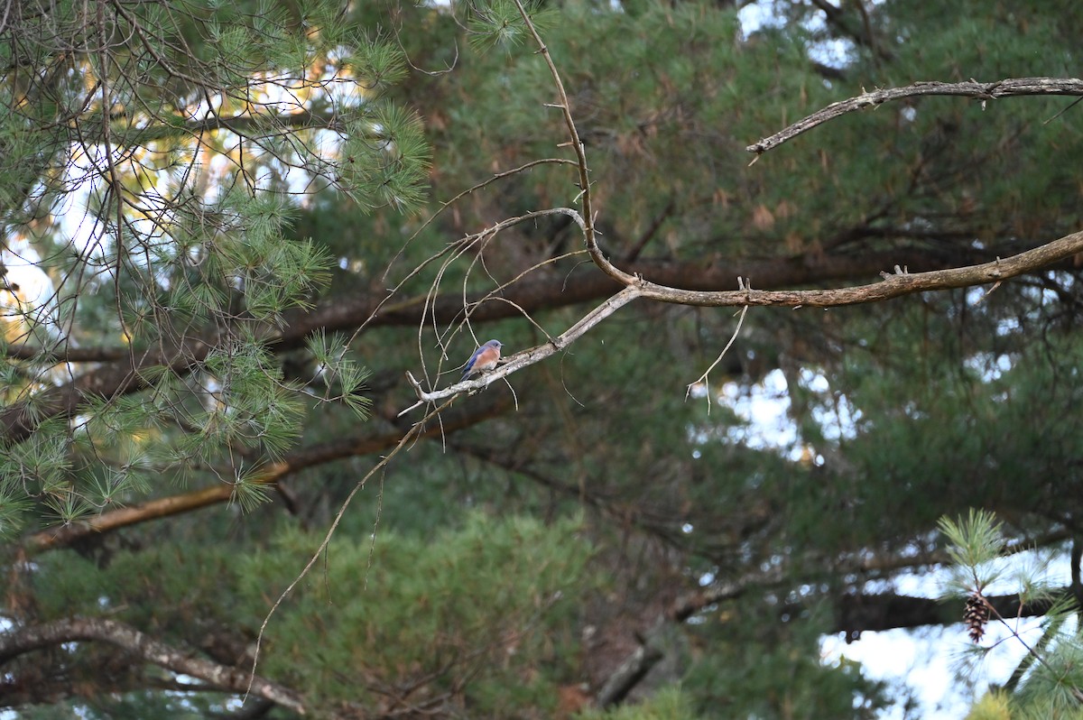 Eastern Bluebird - ML642837736