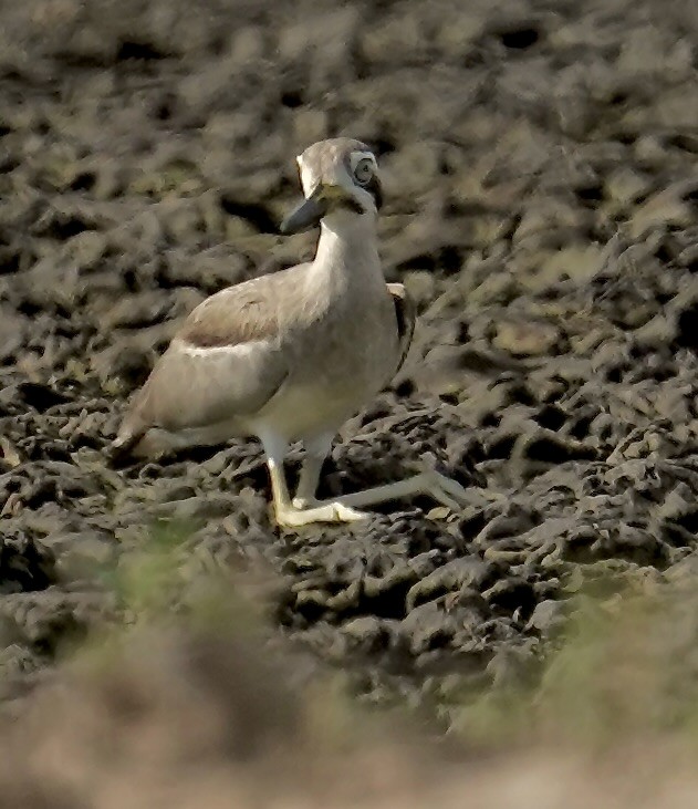 Great Thick-knee - ML642837737