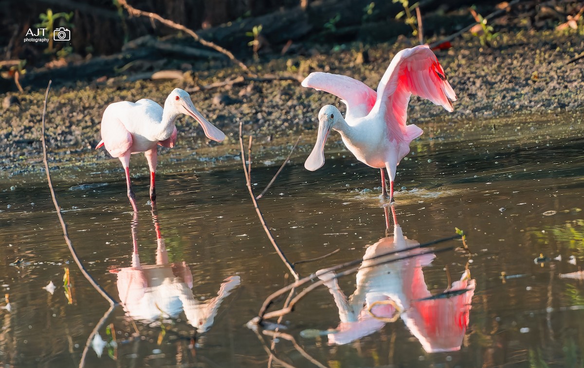 Roseate Spoonbill - ML642837738