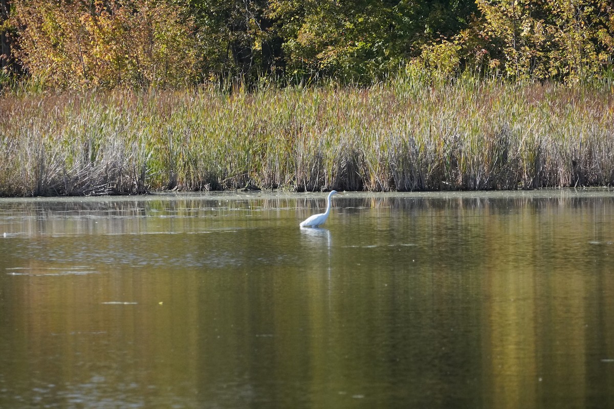 Great Egret - ML642837739