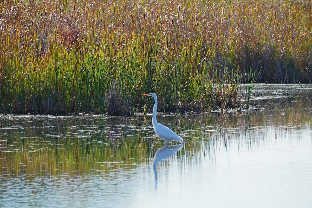 Great Egret - ML642837740
