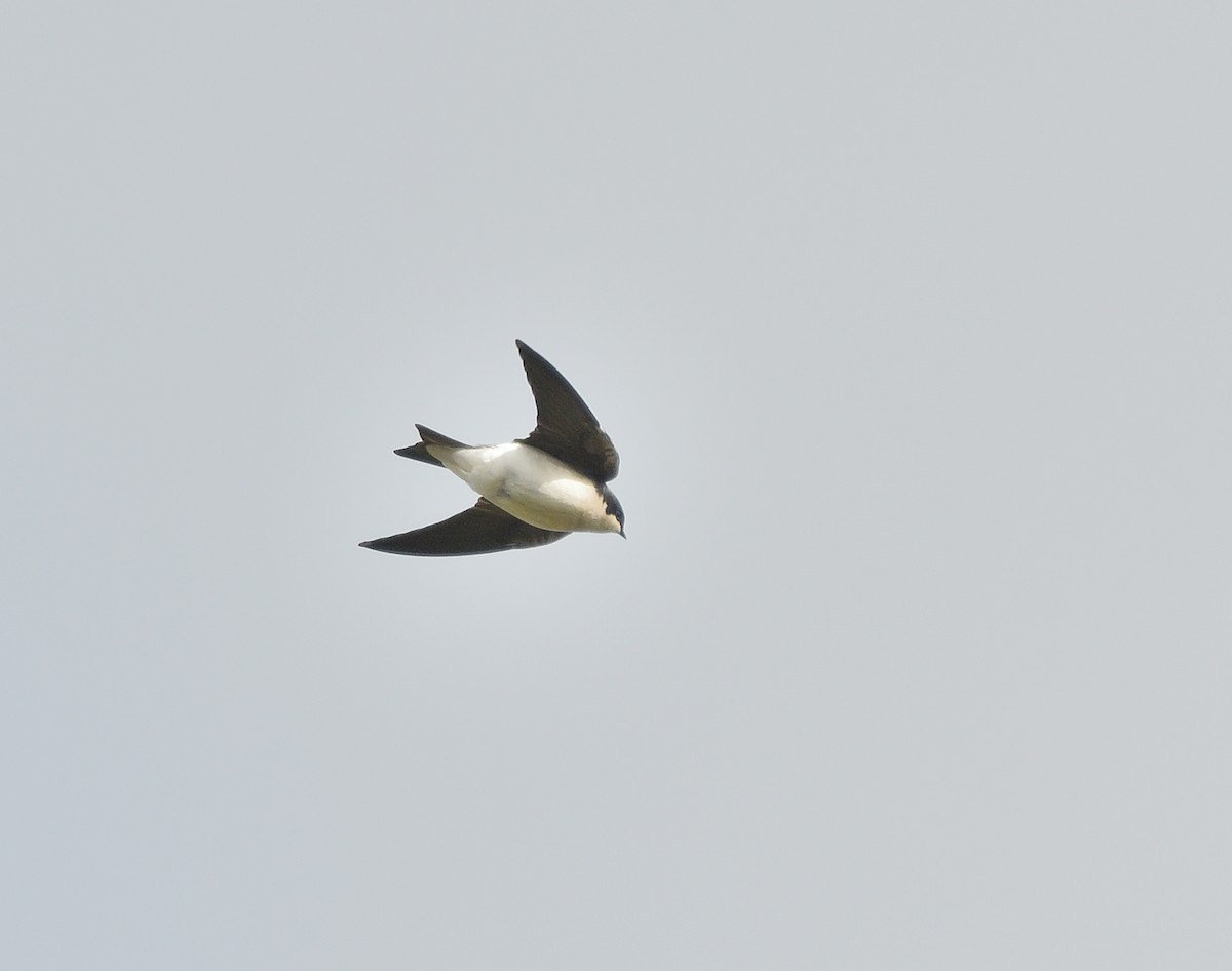 Tree Swallow - ML642837759