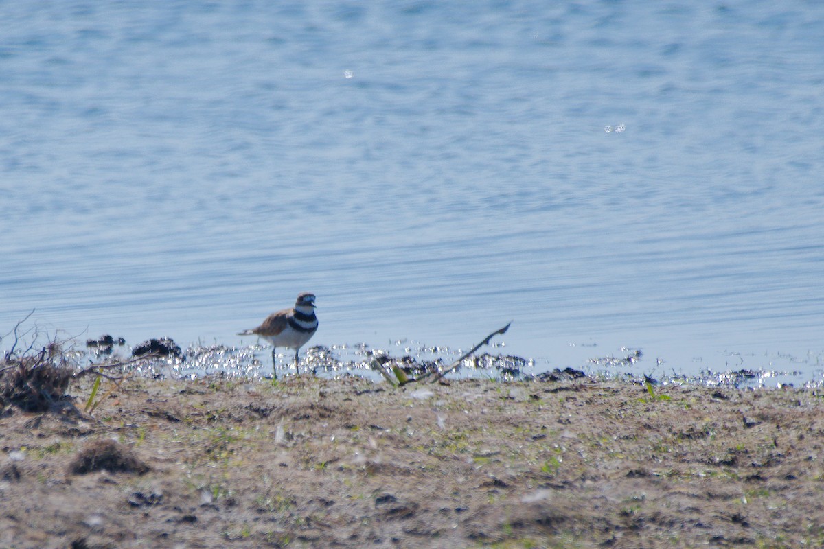 Killdeer - ML642837761
