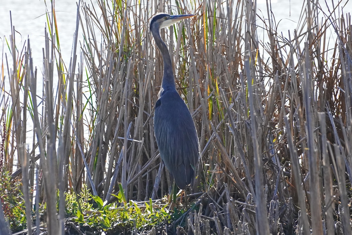 Great Blue Heron - ML642837768