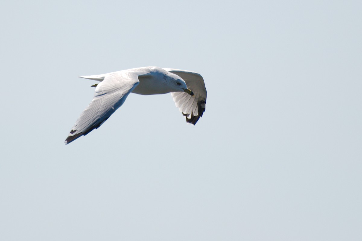 Ring-billed Gull - ML642837769