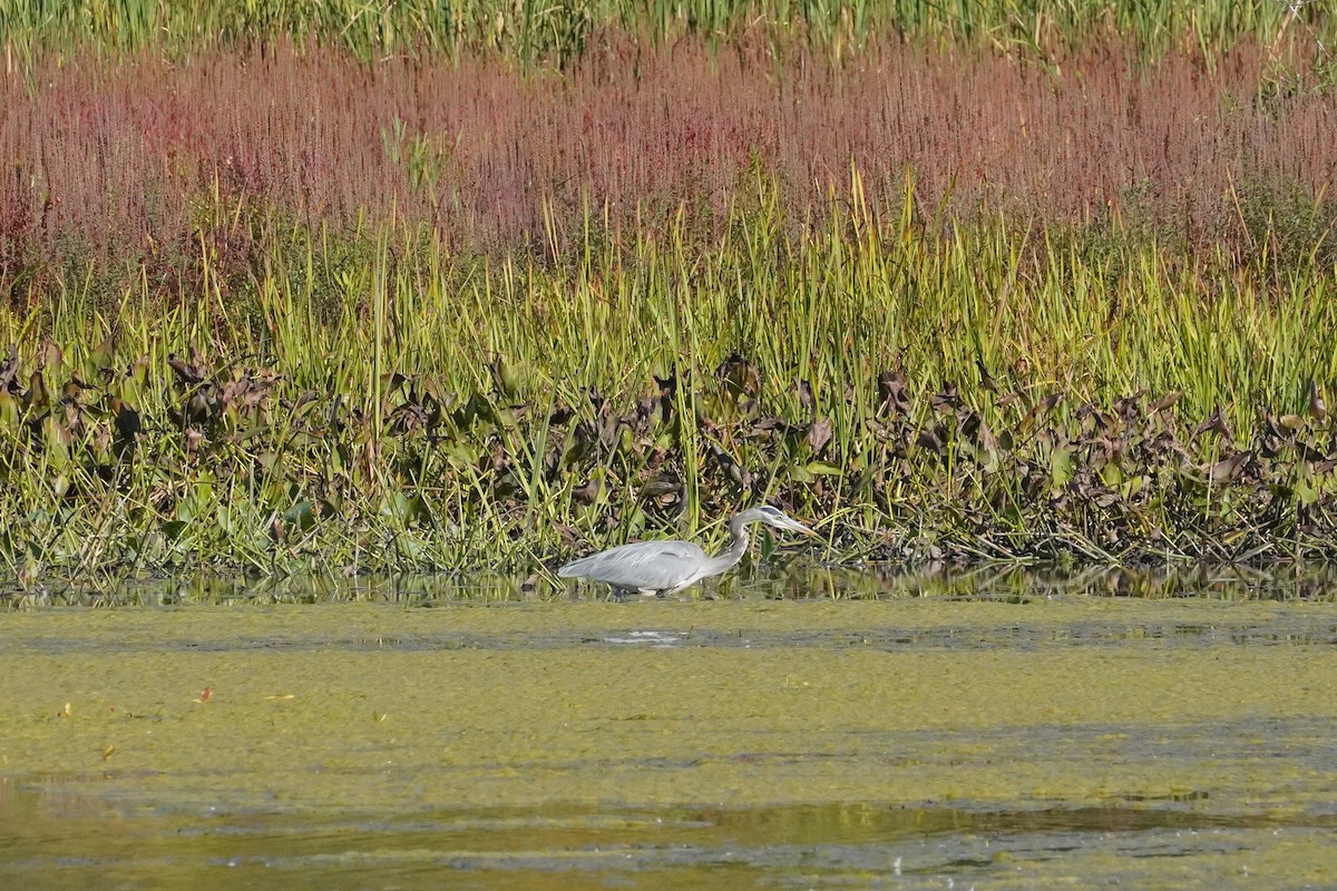 Great Blue Heron - ML642837770